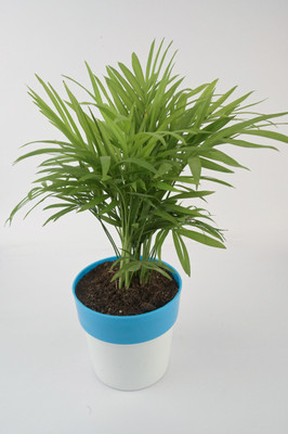 AVR with Happiness inhouse Areca Palm(Pack of 1)