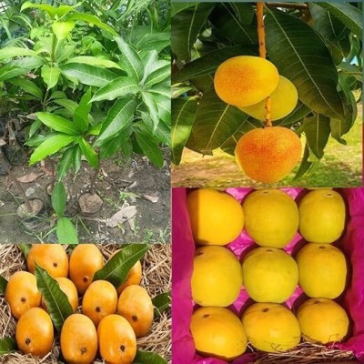 Cloud Farm Mango Plant(Hybrid, Pack of 1)