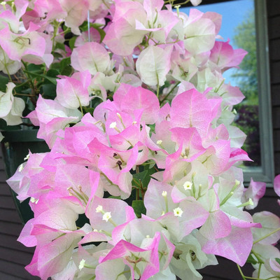 Cloud Farm Bougainvillea Plant(Hybrid, Pack of 1)