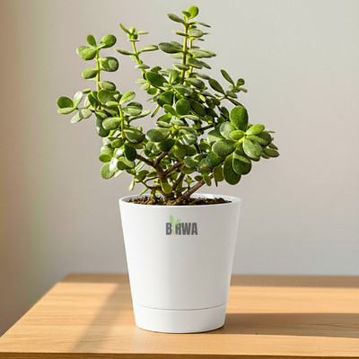 BIRWA Jade Plant(Hybrid, Pack of 1)