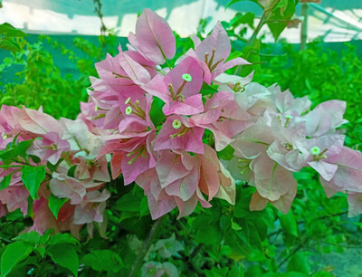 greenhousestore Bougainvillea Plant(Hybrid, Pack of 1)