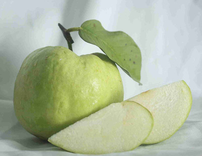 YourPlant Guava Plant(Hybrid, Pack of 1)