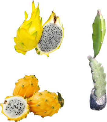 Ivaanvibes Dragon Tree(Hybrid, Pack of 1)