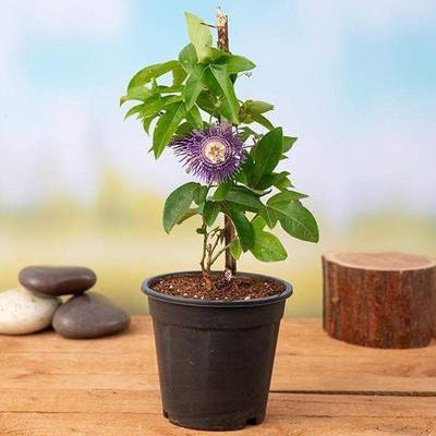 AloGardening Passion Plant(Hybrid, Pack of 1)