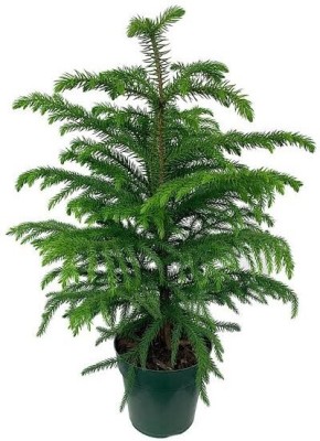 MAITRA AND SONS Christmas Tree Plant(Hybrid, Pack of 1)