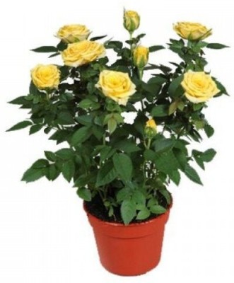 KUMUBON Rose Plant(Hybrid, Pack of 1)