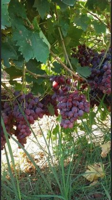 MAITRA AND SONS Grapes Plant(Hybrid, Pack of 1)