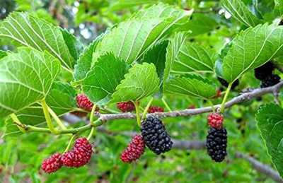 the green dotcom Shahtoot/Mulberry Plant(Hybrid, Pack of 1)