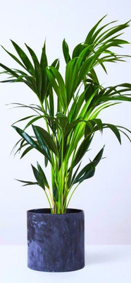 GreenyOn Areca Palm(Hybrid, Pack of 1)