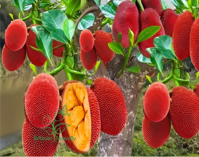 Green view Jackfruit Plant(Hybrid, Pack of 1)