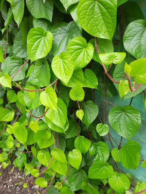 ABEFARIYA Betel Leaf Plant(Hybrid, Pack of 1)