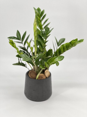 saraswati traders ZZ Plant(Hybrid, Pack of 1)