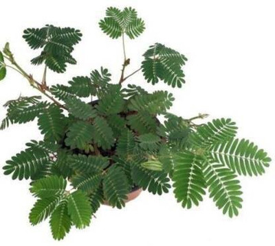 Cloud Farm Heart Leaf Oxycardium Plant(Hybrid, Pack of 1)