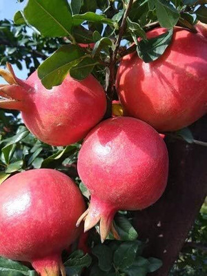 Cloud Farm Pomegranate Plant(Hybrid, Pack of 1)