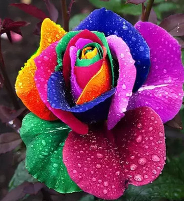 Risenshine Rose Plant(Hybrid, Pack of 1)