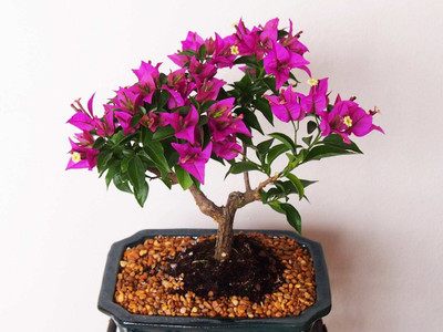 KS TRADERS Baugainvillea Plant(Hybrid, Pack of 1)