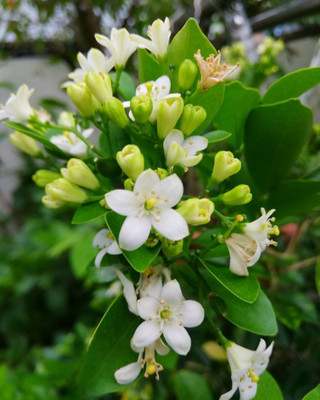 PetalPath Madhu Kamini Plant(Hybrid, Pack of 1)