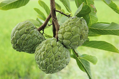 GLOBQRO Custard Apple Plant(Hybrid, Pack of 1)