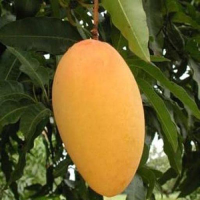 Aquinnah Graden Mango Plant(Hybrid, Pack of 1)