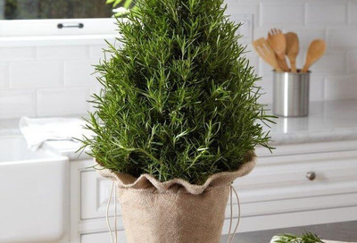 Agacha Christmas Tree Plant(Hybrid, Pack of 1)