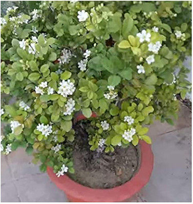 saraswati traders Night Bloom Jasmine Plant(Hybrid, Pack of 1)