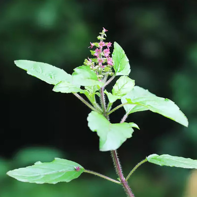 PPSGENTERPRISE Tulsi Plant(Hybrid, Pack of 1)