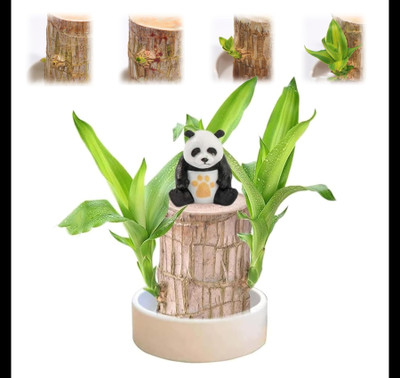 ibains Mini Brazalian wood(Hybrid, Pack of 1)