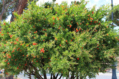 GreenyOn Pomegranate Plant(Hybrid, Pack of 1)