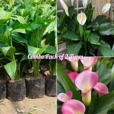 Treeinkle Lily Plant(Pack of 2)