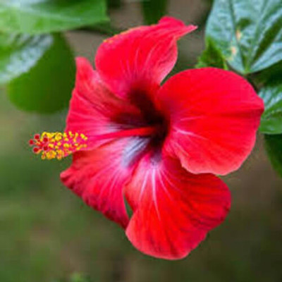 MAQUEENFOLIOWERS Hibiscus Plant(Hybrid, Pack of 1)