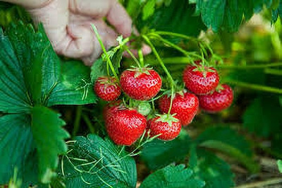 BREEZY BLOOMS Strawberry Plant(Hybrid, Pack of 1)