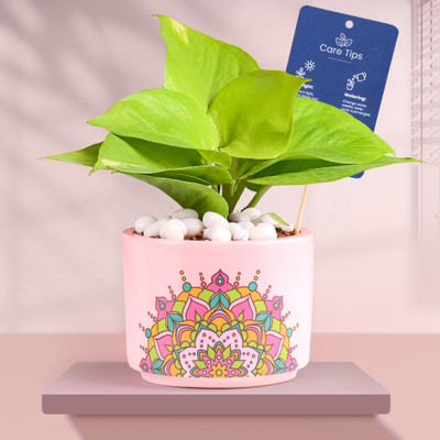 Floweraura Money Plant(Pack of 1)
