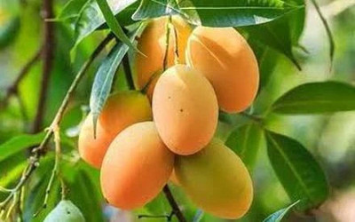 Amrapali Grafted Mango Plant(Hybrid, Pack of 1)