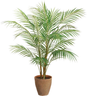Sree Hari Green Earth Areca Palm(Hybrid, Pack of 1)