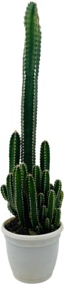 Hug A Plant Elongated Cactus Plant(Hybrid, Pack of 1)