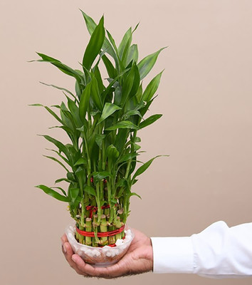 lucky bamboo plant Two Layer Bamboo Plant(Hybrid, Pack of 1)