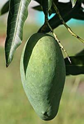 InGreen Mango Plant(Hybrid, Pack of 1)