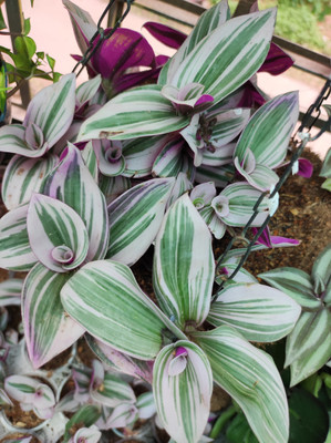 Cloud Farm Wandering Jew Plant(Hybrid, Pack of 1)