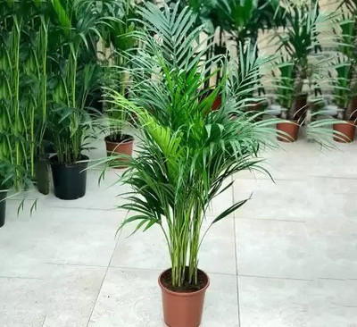 Augadh Areca Palm(Hybrid, Pack of 1)
