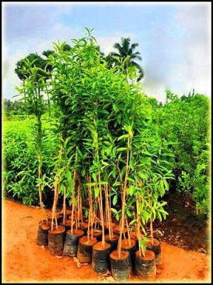 Cloud Farm Rudraksha Plant(Hybrid, Pack of 1)