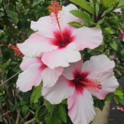 SHREYAGREEN Hibiscus Plant(Hybrid, Pack of 1)