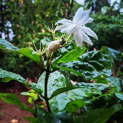 AFARTIOBINA Jasmine Plant(Hybrid, Pack of 1)