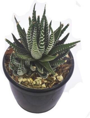 My Dream Nursery Howarthia Zebra Plant(Hybrid, Pack of 1)