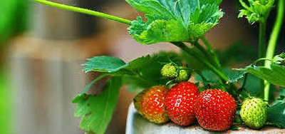 BREEZY BLOOMS Strawberry Plant(Hybrid, Pack of 1)