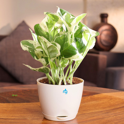 Nurturing Green Njoy Money Plant(Hybrid, Pack of 1)