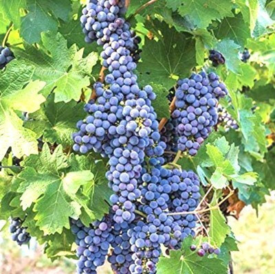 greenhousestore Grape Plant(Hybrid, Pack of 1)