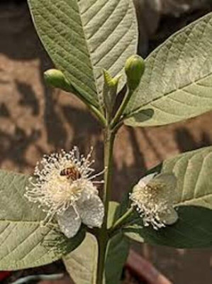 BREEZY BLOOMS Guava Plant(Hybrid, Pack of 1)