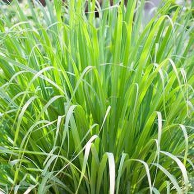 MAITRA AND SONS Lemon Grass Plant(Hybrid, Pack of 1)
