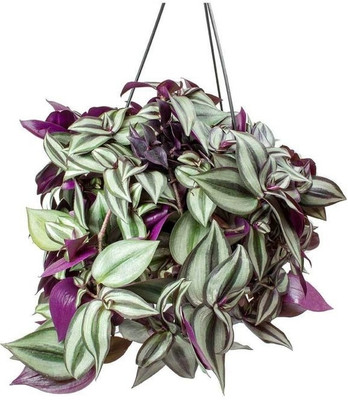 jew Wandering Jew Plant(Pack of 1)