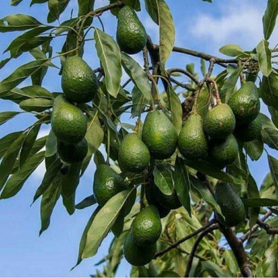 Bakuchi Avocado Plant(Hybrid, Pack of 1)